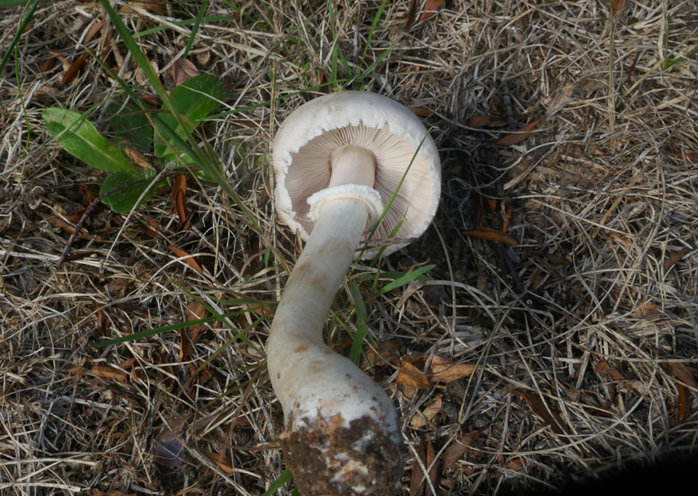 Photo © Jackie Ewan Leucoagaricus leucothites by Jackie Ewan